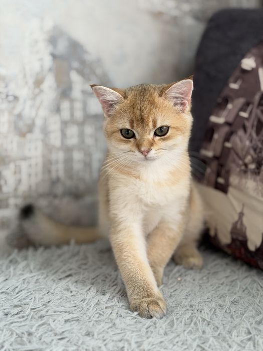 Продамо котика золота шиншила