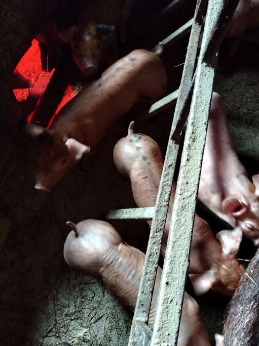 Поросята породи Кантор