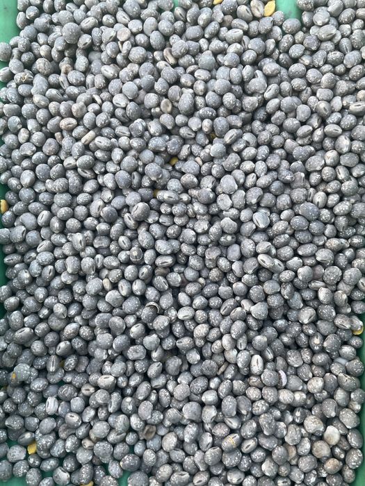 Łubin słodki czyszczony Regent