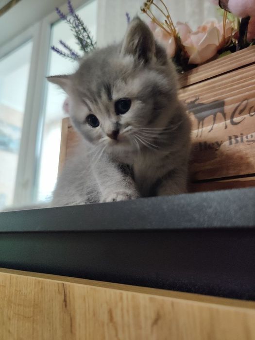 Британське кошеня