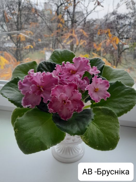 Фиалки  Ліст, укорінений ліст, деткі