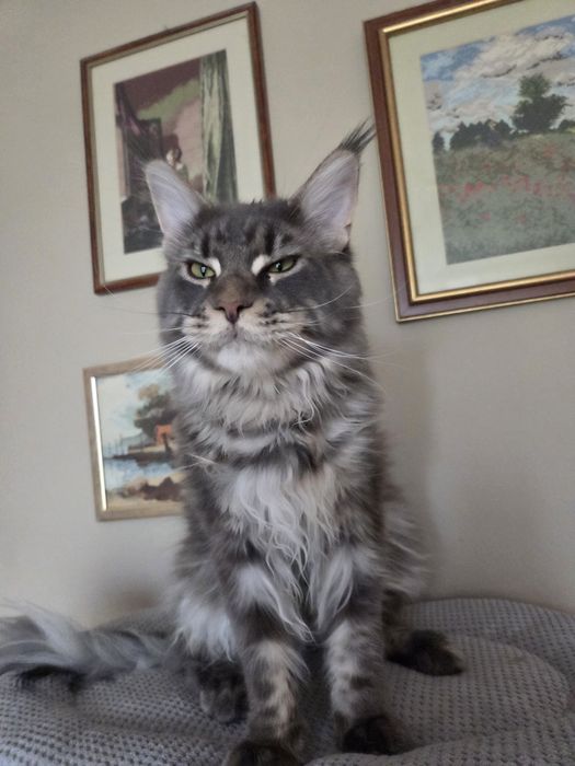 Kocurek Maine Coon