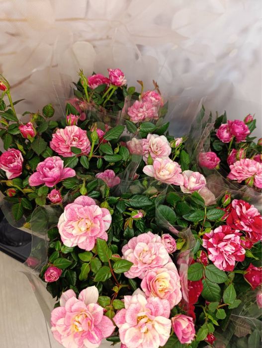 Камелія.Лілія.Кактуси.Калатея.Троянда.