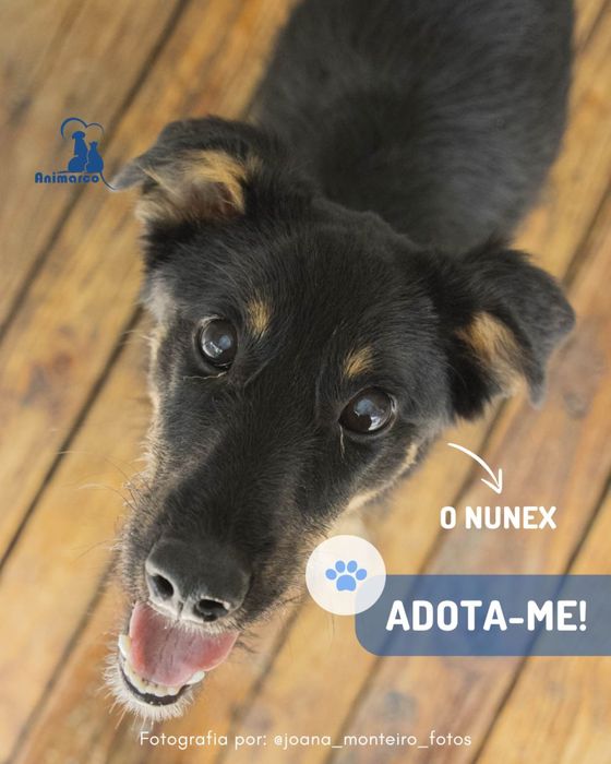 Nunex - cao porte medio para adoção