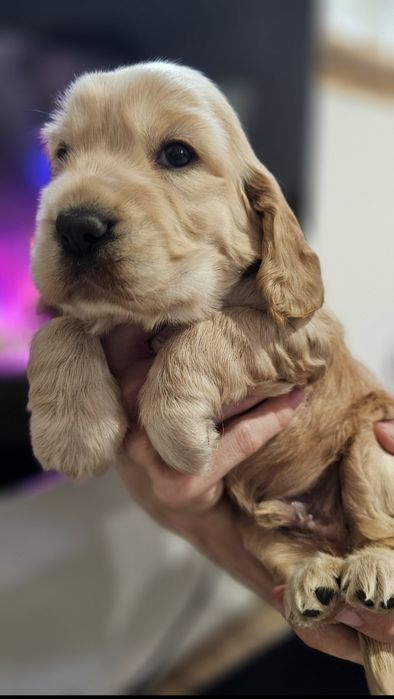 Cocker Spaniel Angielski- cudowny piesek złoty - Biszkoptowy  Rodowód