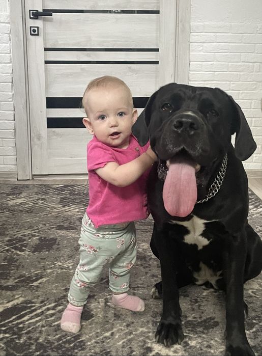 Щенята Кане-Корсо