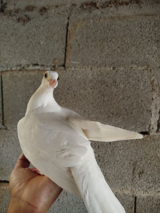 Vendo pombos novos