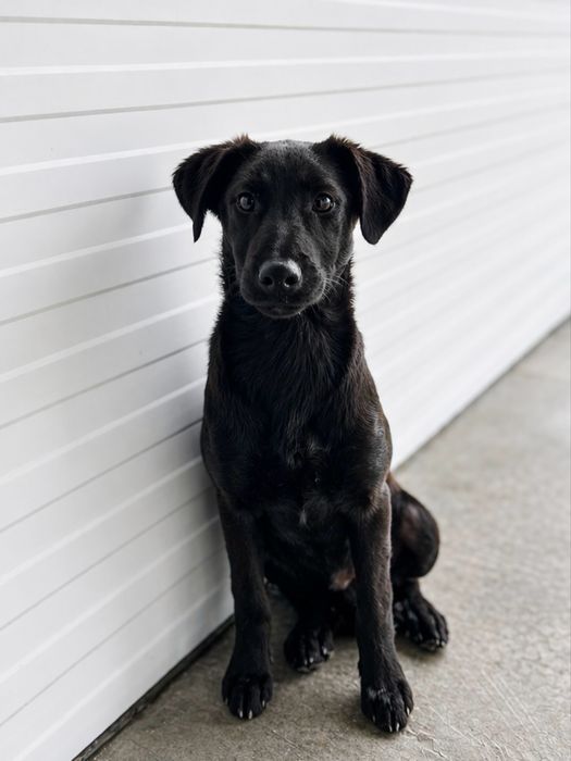 Bebé adorável para Adoção!