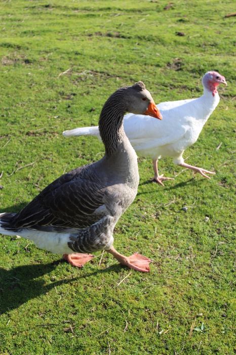 Ganso Toulouse macho