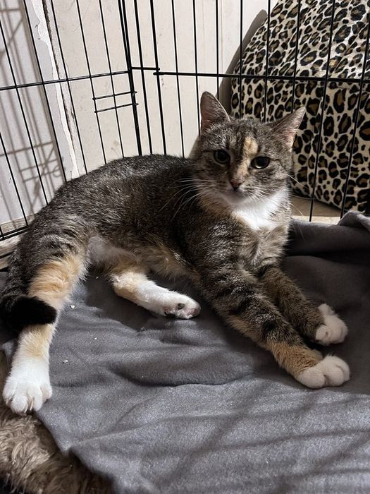 Bella - kotka do adopcji.