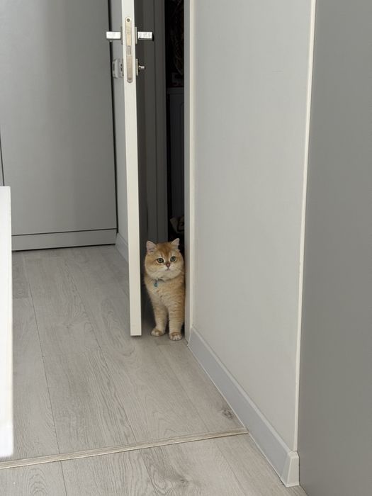 В’язка — Елітний Британський кіт золота шиншила (ny12) | Дніпро