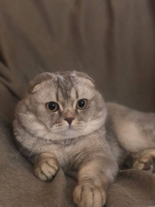 Вязка. Шотландский кот