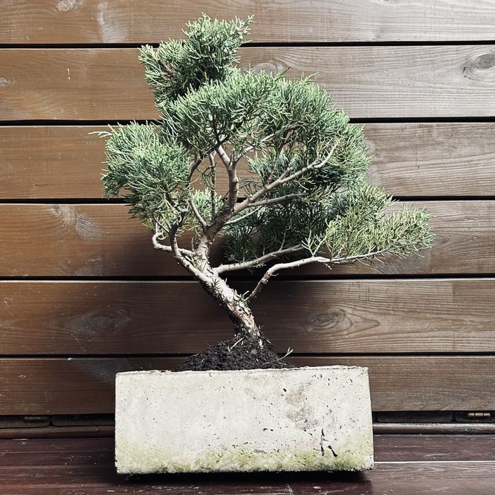 Bonsai z jałowca w ręcznie wykonanej betonowej donicy