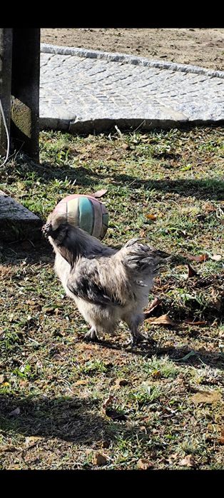 Vendo filhotes de sedosa do Japão