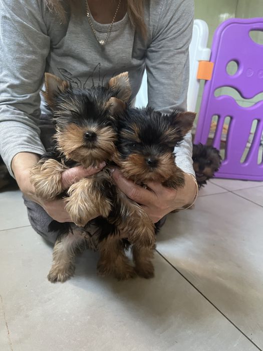 Продаж йокшерських терьерів