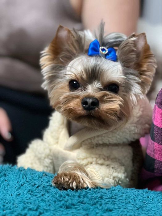 Вязка йорка шукає собі дівчину