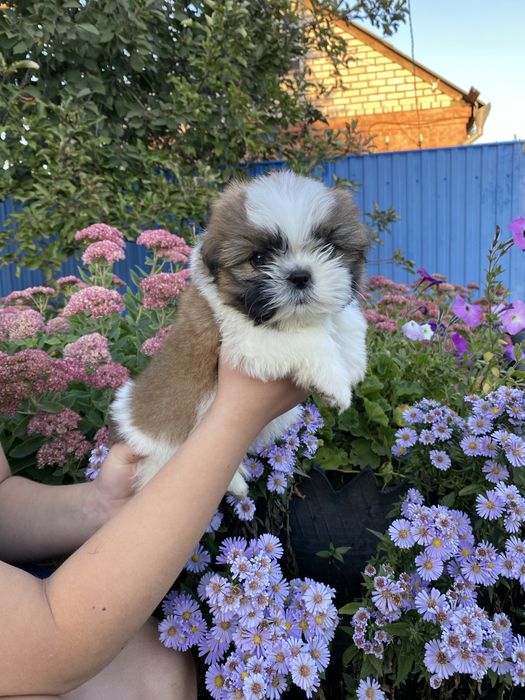 хлопчик  шитцу привитий з родоводом