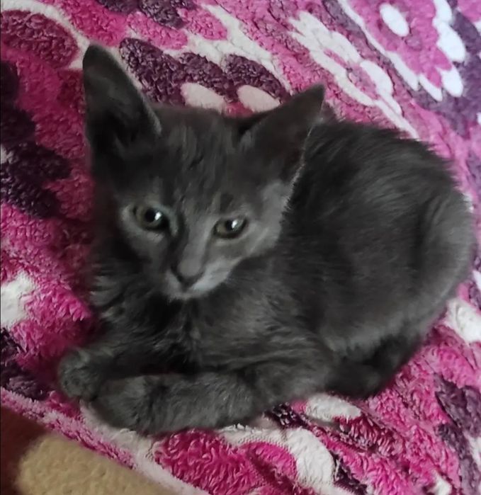 Отдам даром в добрые руки серого и черно-белого котят