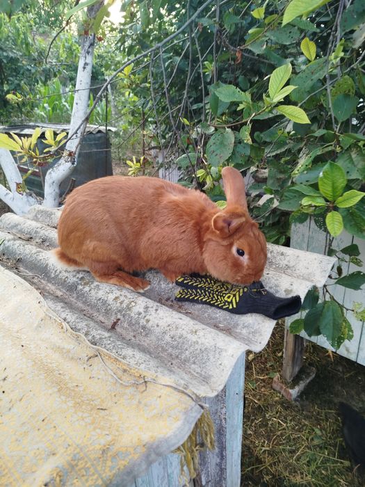 Продам королів ціна договірна
