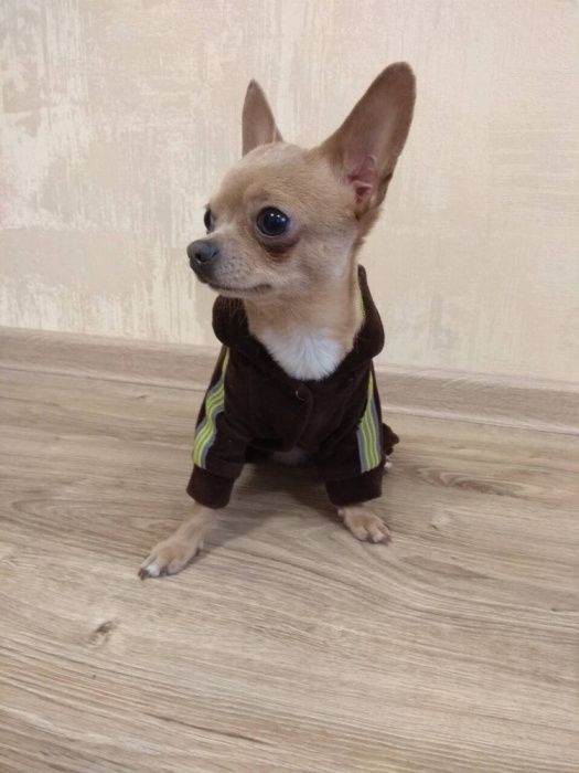 Міні Чихуахуа вязка