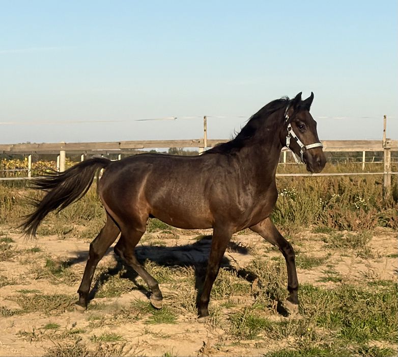 1,5 roczny ogier