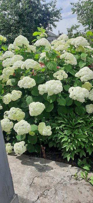 Продам древовидную гортензию Анабель