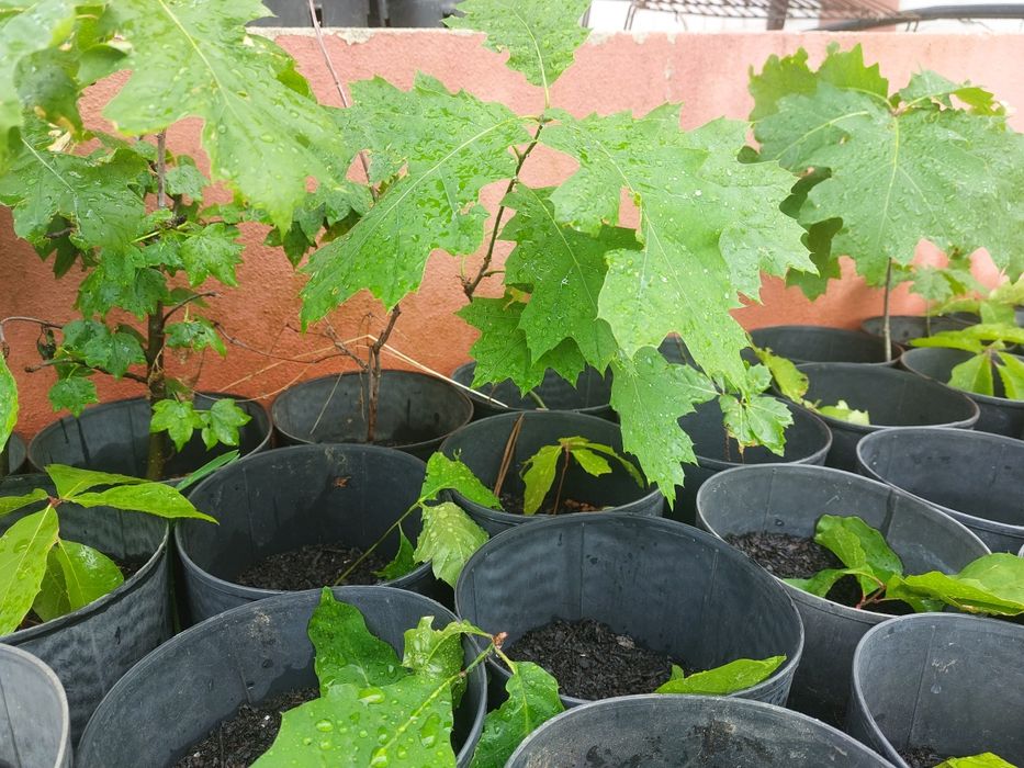 Planta da árvore do carvalho americano