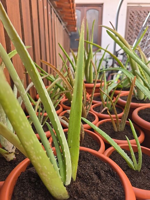 Aloe Vera em vaso - desde 5€