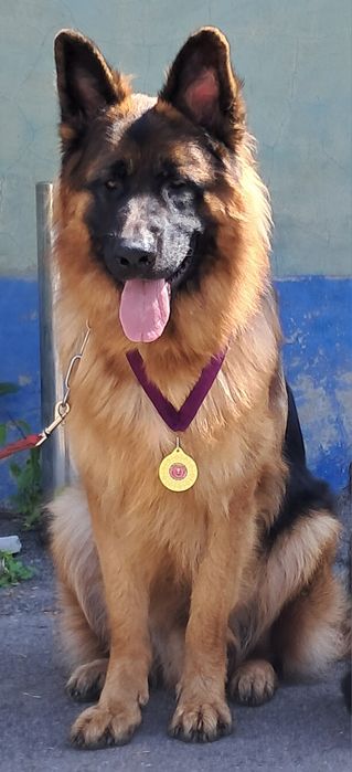 Пропуную для в'язки кобелів неміцької вівчарки