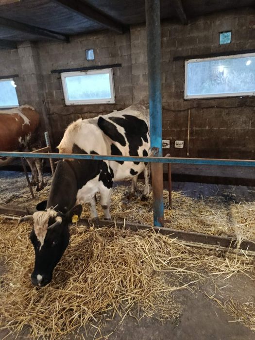 Продається корова