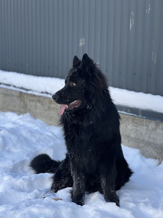 Німецька вівчарка, вʼязка, чорний довгошерстий кобель