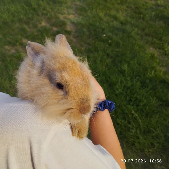 Króliki miniaturki