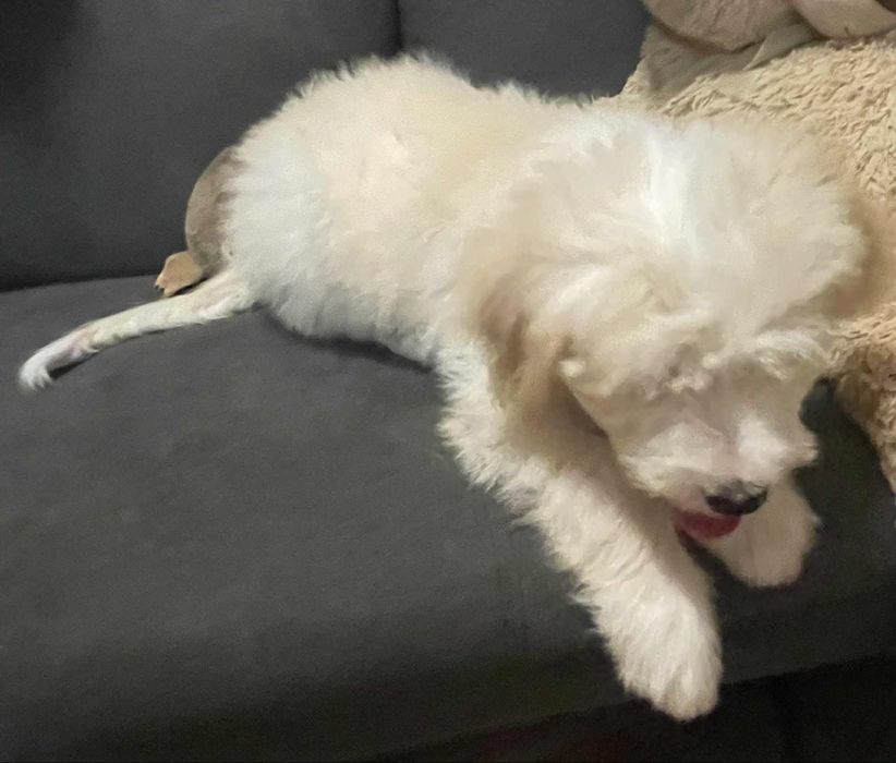 Barbado da Terceira macho