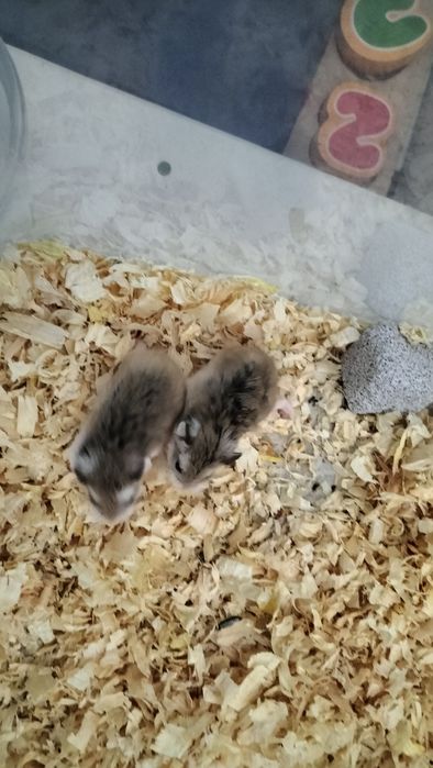 Chomiki Roborowskiego