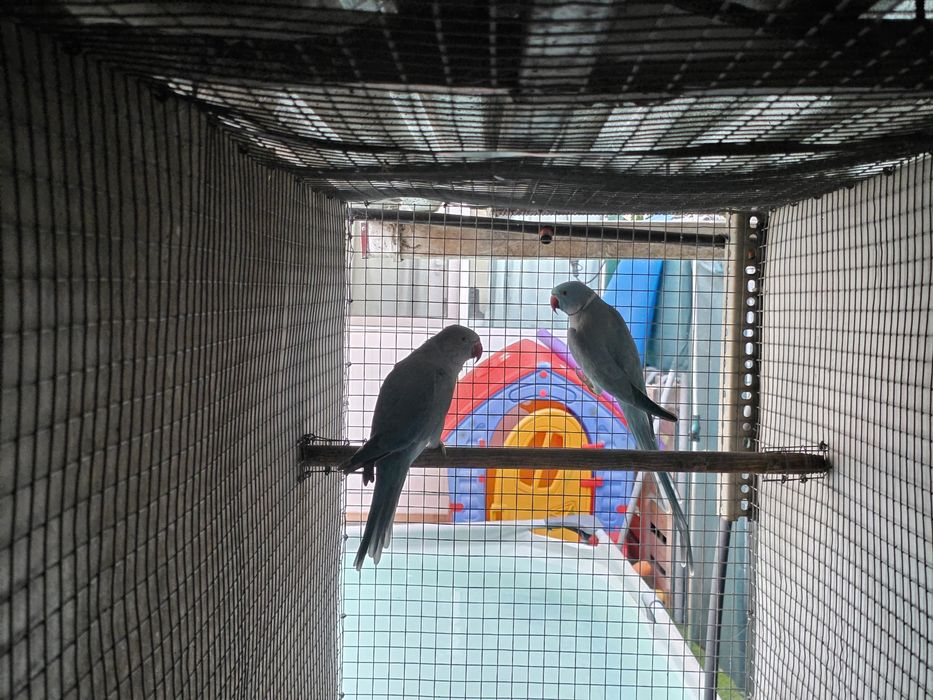 Casais de ringnecks adultos