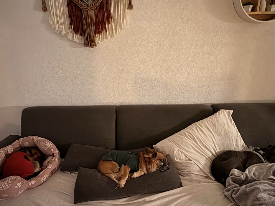 Serviço de Pet-sitting