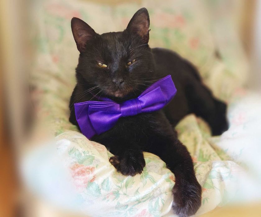 Ласкавий, ніжний котик Матюша чорного окрасу (2 роки). Кастров. Кот