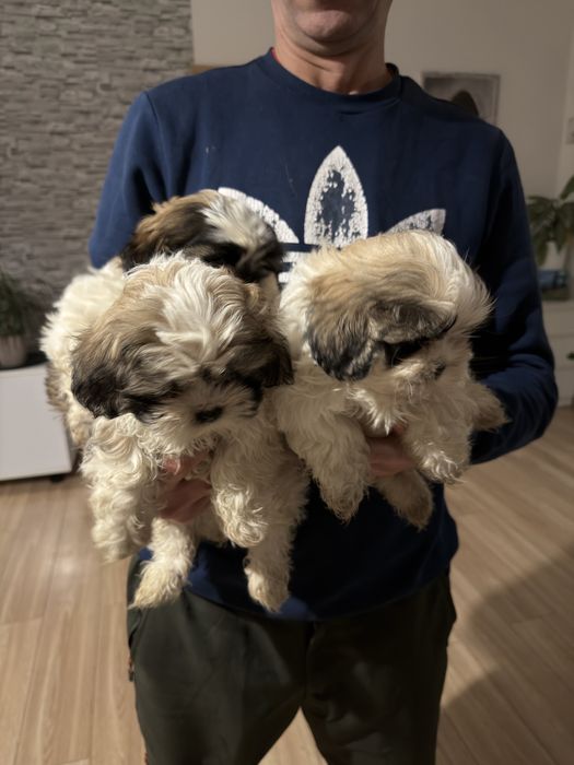 Szczeniak Shih tzu