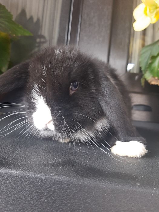 Króliki baranek miniaturka karzełek mini lop