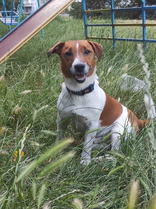 Джек-Рассел для в'язки