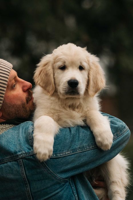 Хлопчик золотистого ретривера в пошуках батьків