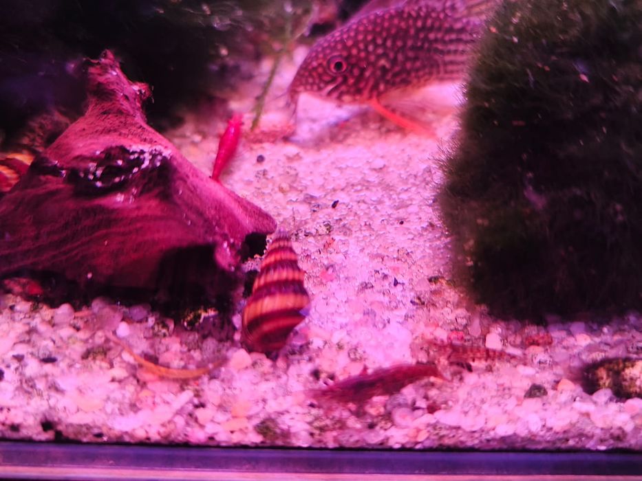 Krewetki mix mieszańce