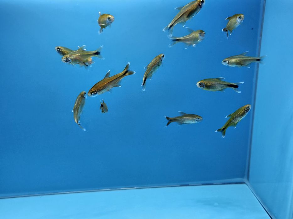 Miedzik już od 4.50/szt