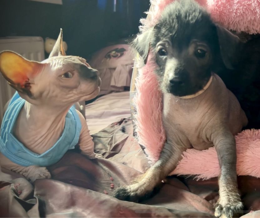 ℹ️ PO KASTRACJI ‼️ mega Kocio na juz!  • Sfinks & Sphynx. W-wa / Śląsk