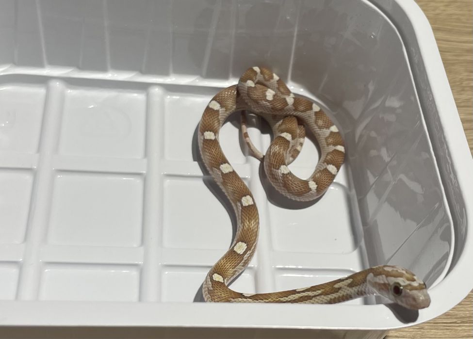 Wąż zbożowy z wyposażeniem