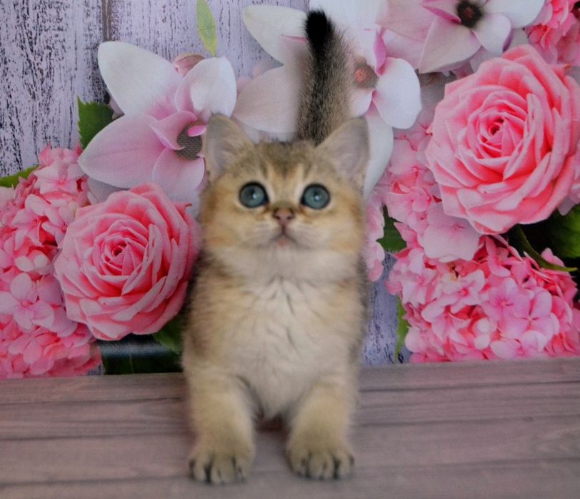 Британские золотые шиншиллы котята