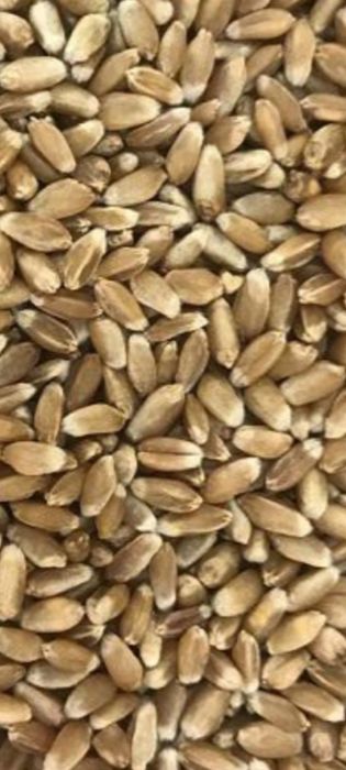 Продам пшеницу,ячмень.