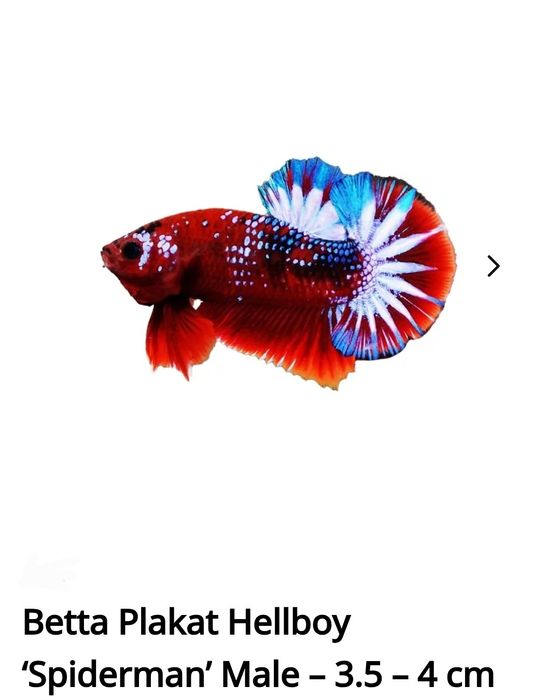 Peixes de água quente