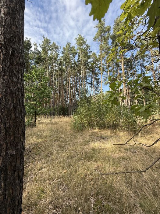 Крутезна ділянка з крутезним лісом в закритому містечку.