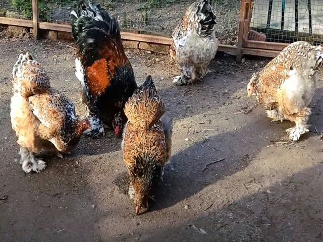 Інкубаційне яйце брама порцелянова, ізабелла